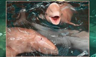 为什么海豚不是鱼 海豚属于鱼类吗